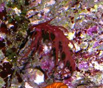 Halymenia sp.